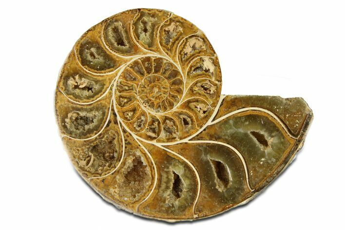 Jurassic Cut & Polished Ammonite Fossil (Half) - Madagascar #289256